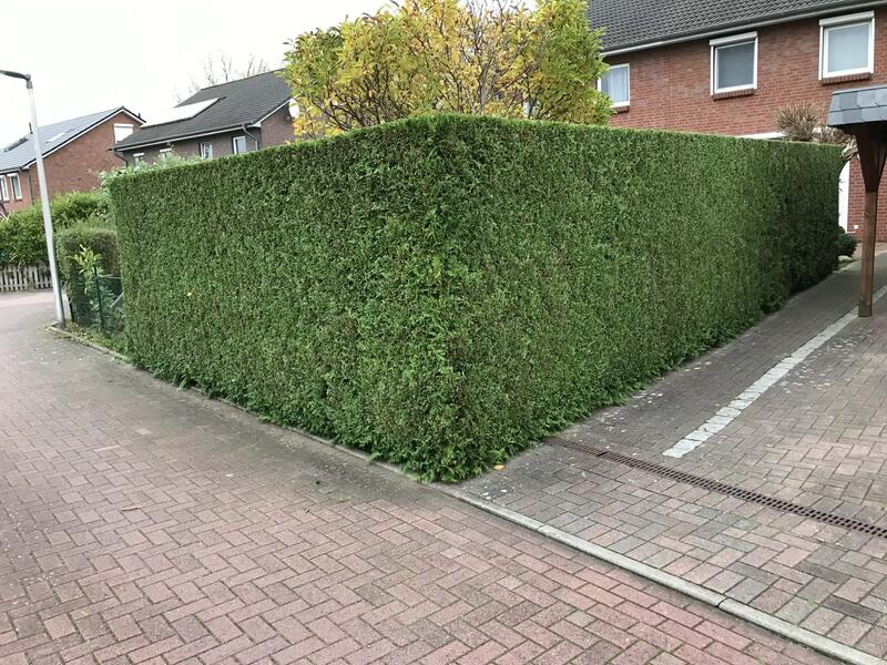 Hecke nach der Pflege